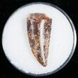 Large Raptor Tooth From Morocco - #11248-1